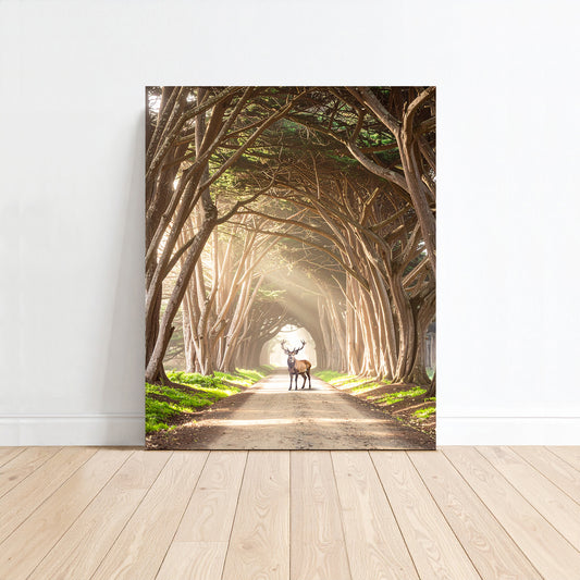 Cyprus Tree Tunnel Canvas