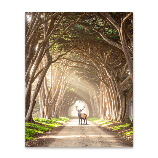 Cyprus Tree Tunnel Canvas
